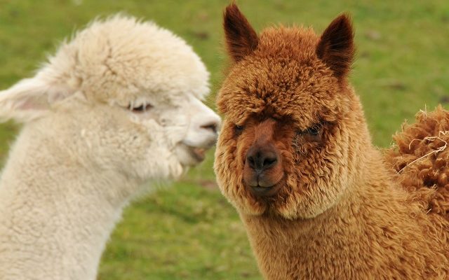 These Alpacas’ Funny Facial Expressions Are Taking Over The Internet