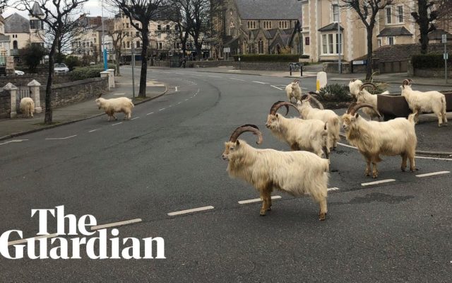 Goats Have Overtaken Town