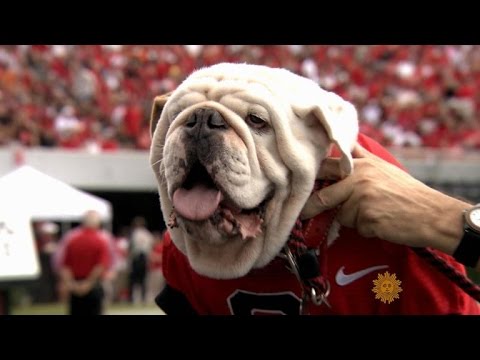 NCAA Dog Mascots Did A Zoom Call…And We Want Them All