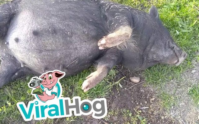 The Funniest Drunk Pig Video You’ll See All Week