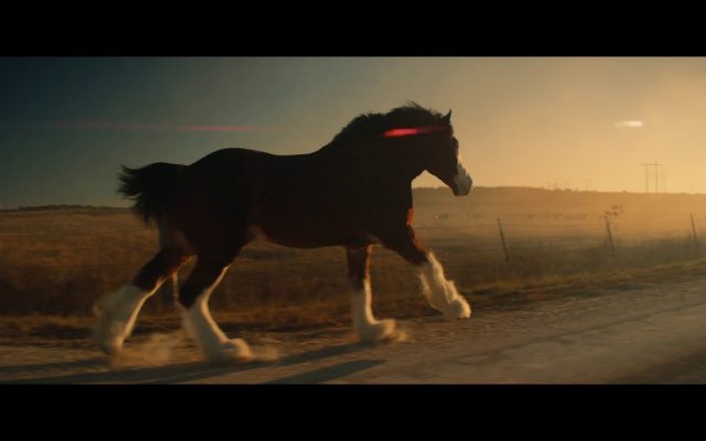 New Budweiser Commercial Reunites Old Buds and It’s Adorable