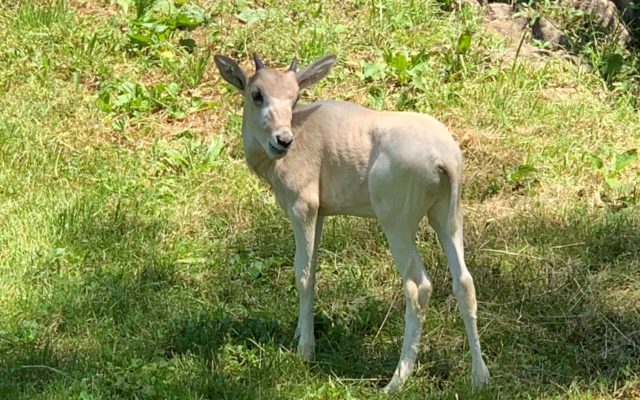 Baby Addax Born At Louisville Zoo