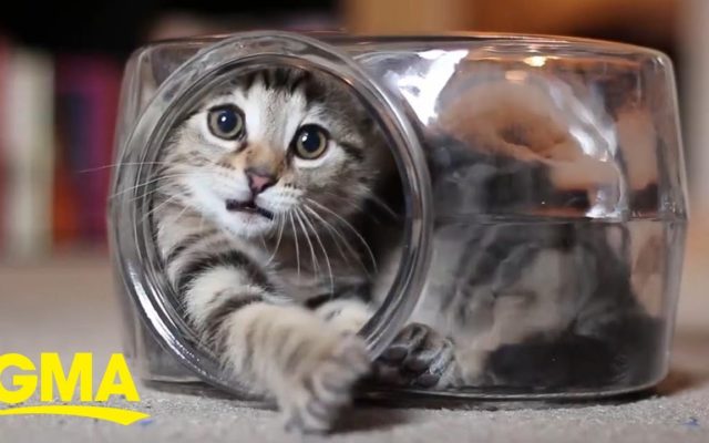 You Need Some Tiny Kitten In A Fishbowl Today
