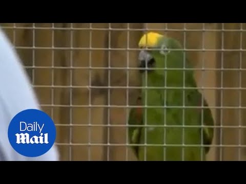 Chico The Parrot SLAYS This Beyonce Song And Many More