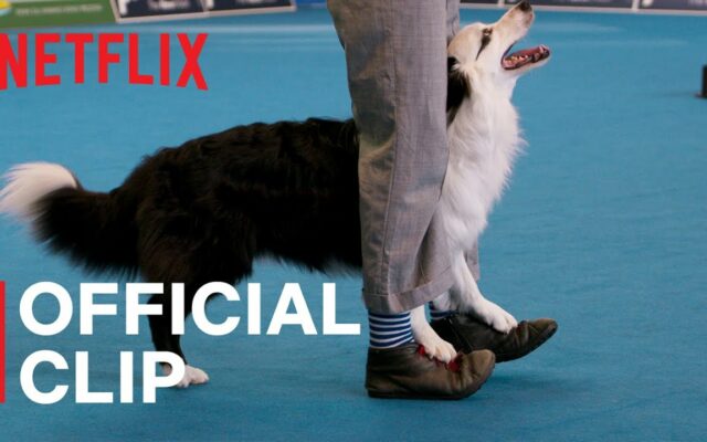 A New Netflix Show Explores The Competitive World Of…Dog Dancing