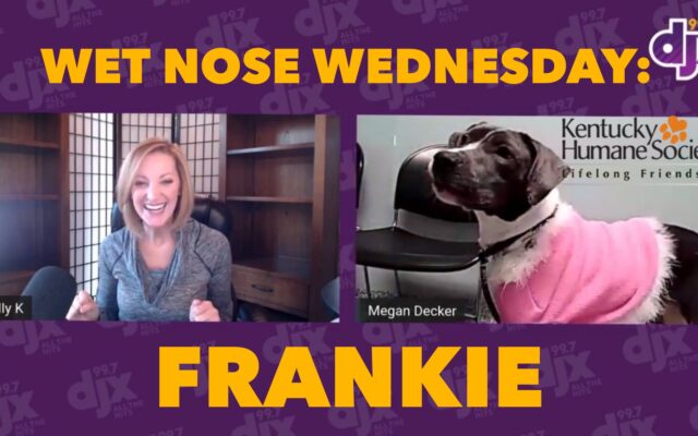 Wet Nose Wednesday: Frankie The Pit