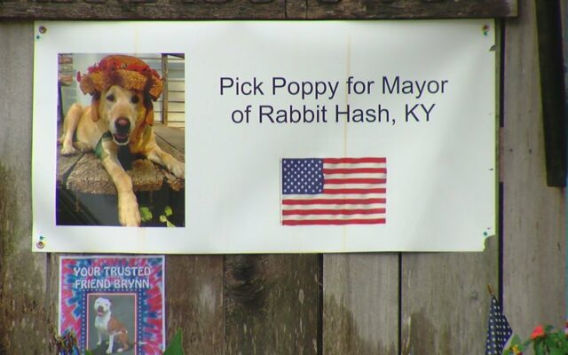 Meet The Mayor Of Rabbit Hash, Kentucky