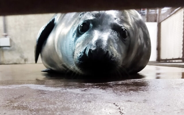 Name The New Seal Pup At The Louisville Zoo