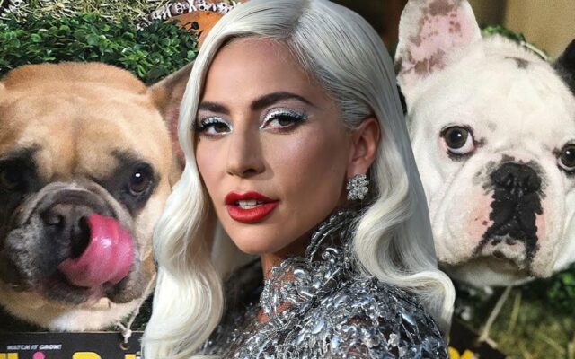 Lady Gaga’s 2 French Bulldogs Were Stolen After Her Dog Walker Was Shot 4 Times