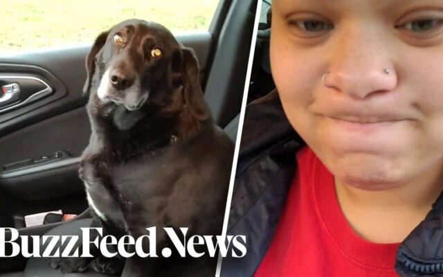This Is The Cutest Story Of A Dog Finding A New Bestie And Getting Famous On Tik Tok