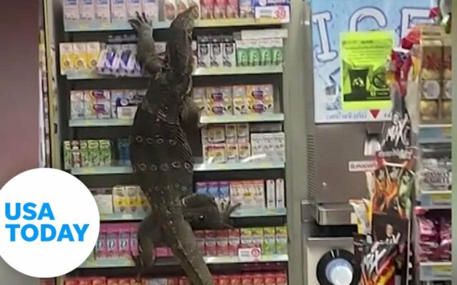 WATCH: Giant Lizard Goes Shopping For Bargains At The Grocery