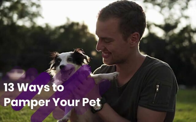 Ways To Pamper Your Pet