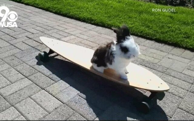 Meet Cookie…The Skateboarding Bunny