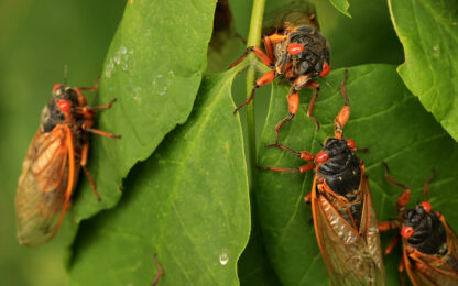 cicadas on leaves