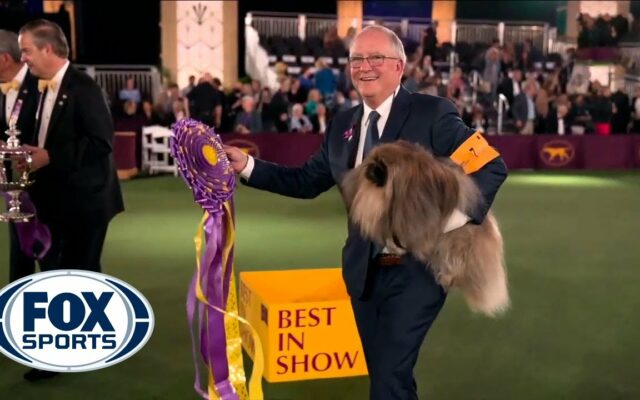 Wasabi The Pekingese Wins Best In Show At Westminster
