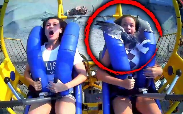 Seagull Smacks Girl In The Face On An Amusement Park Ride