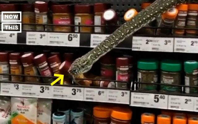 A Python Was Hiding In The Spices At An Australian Grocery Store