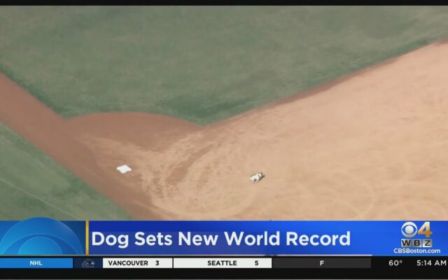 Dog Sets Record For Running The Bases At Dodger Stadium