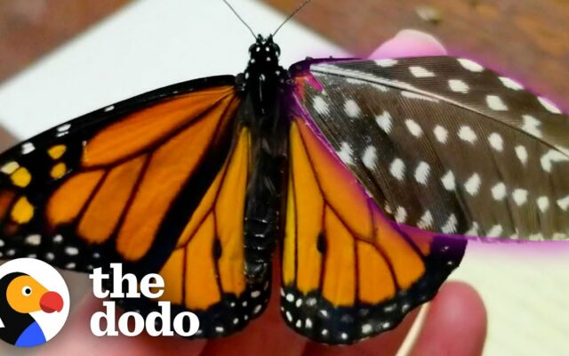 Try Not To Cry At This Butterfly Rehab Story