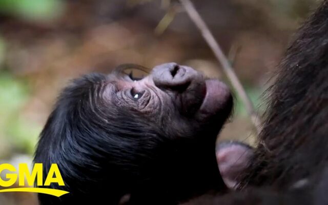 You Should Start Your Day Watching A Video Of An Adorable Baby Gorilla