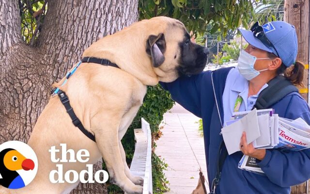 This Huge Dog’s Bestie Is The Mail Carrier