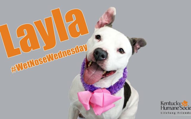 Wet Nose Wednesday: Layla
