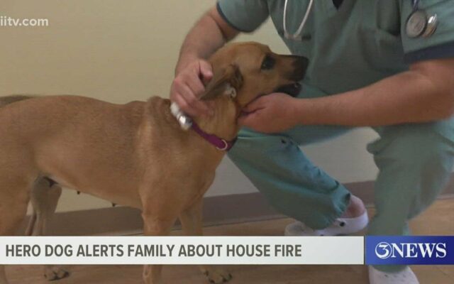 Newly Adopted Stray Dog Saves New Family From House Fire