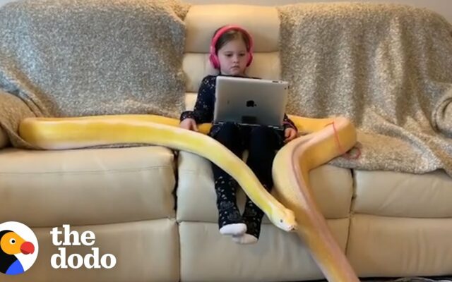 This Little Girl Is Besties With A 16-Foot Python