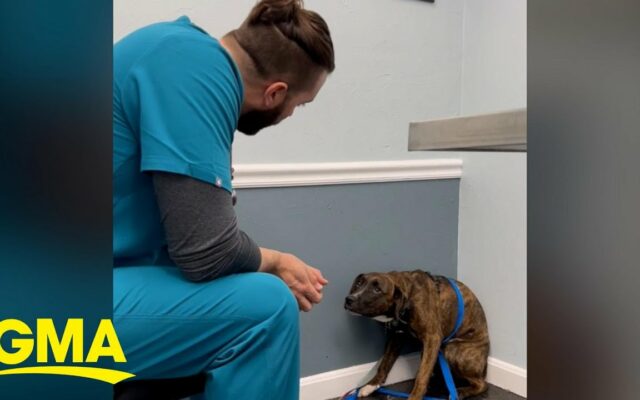 Vet Soothes A Scared Dog At The Vet