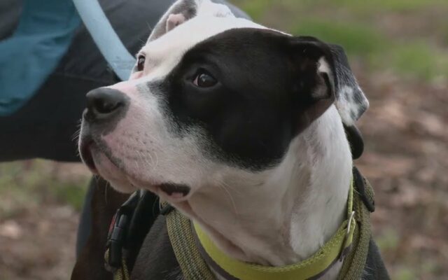 Dog Rescued From Dogfighting Ring Finds New Home In Louisville