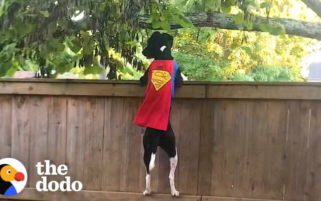 Adorable Dog Does Parkour To Protect The Yard From Squirrels