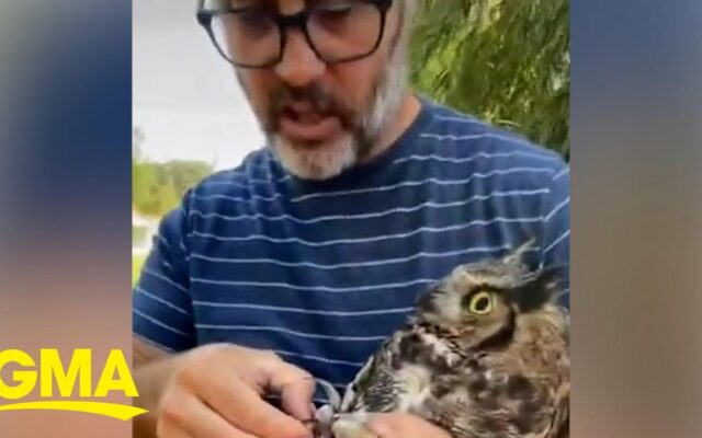 Couple’s Hilarious Exchange As They Rescue An Owl