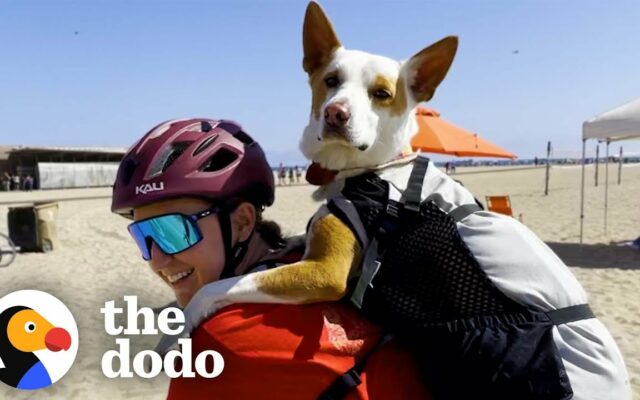 Rescue Dog Fights Anxiety By Biking With Mom