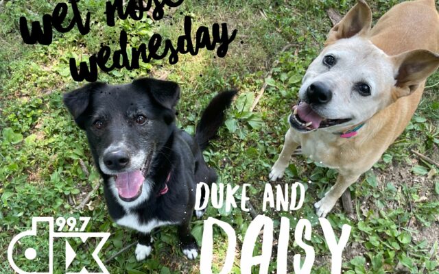 Wet Nose Wednesday – Daisy And Duke