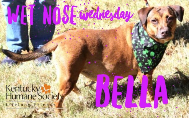 Wet Nose Wednesday – Bella