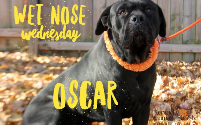 Wet Nose Wednesday – Oscar
