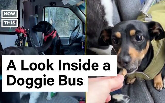 This “Doggie Bus” Is Gaining Lots Of Online Fans