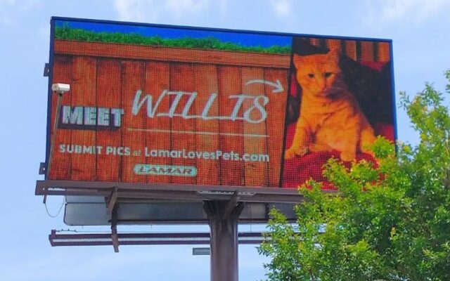 Put Your Pet On A Billboard For FREE This Month