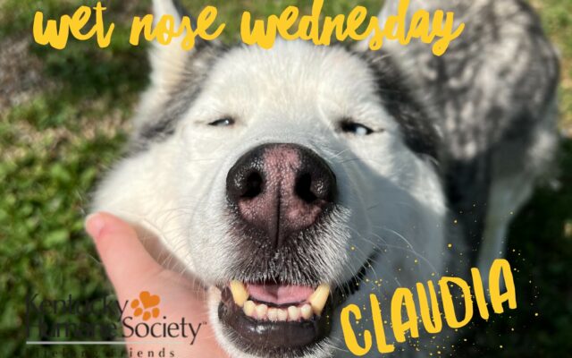 Wet Nose Wednesday – Claudia