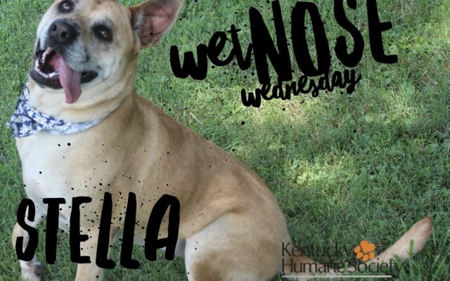 Wet Nose Wednesday – Stella