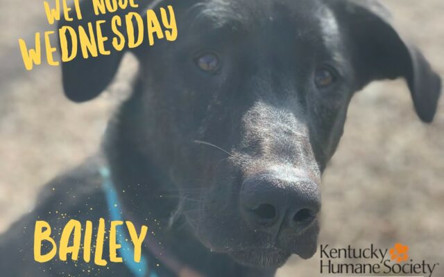 Wet Nose Wednesday – Bailey