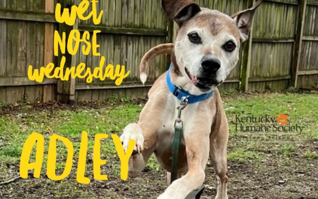 Wet Nose Wednesday – Adley