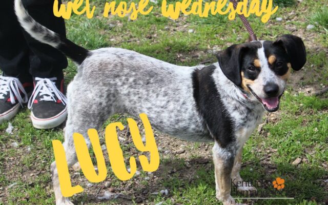 Wet Nose Wednesday – Lucy